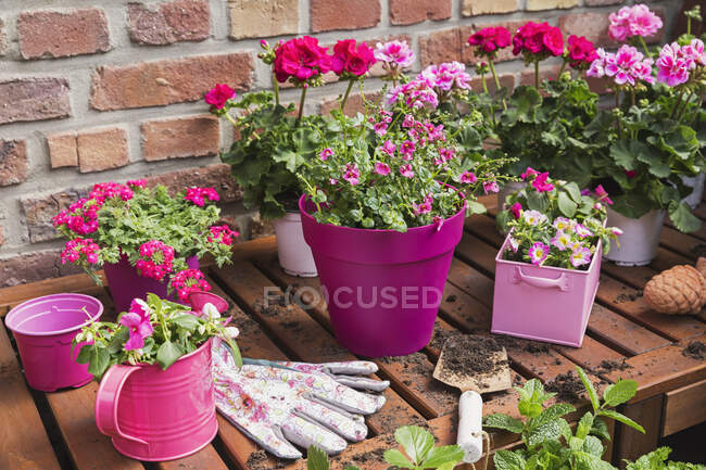 Fiori estivi rosa coltivati sul balcone — Foto stock