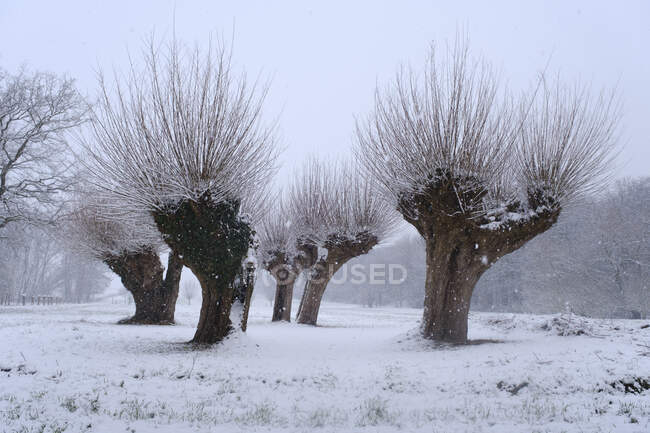 willow tree in winter