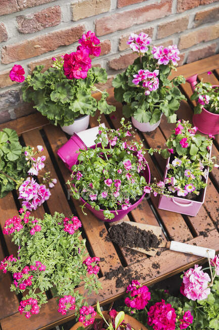 Трави і рожеві літні квіти, вирощені на балконі — стокове фото