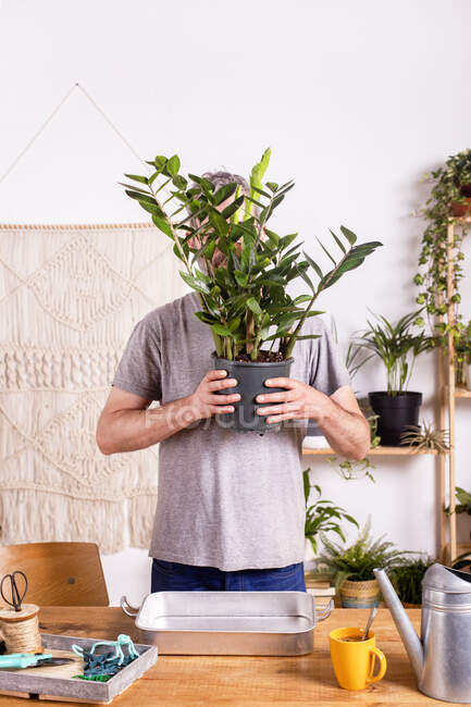 Homme tenant Zamioculcas Zamiifolia pot de fleurs de plantes tout en se tenant à table à la maison — Photo de stock