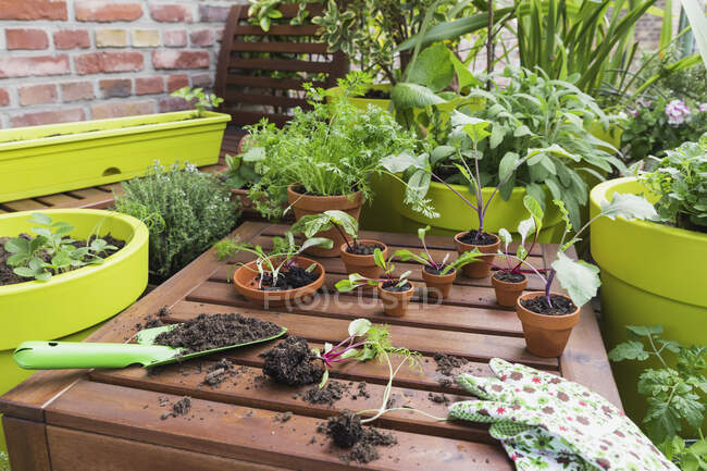 Разнообразные горшки и садовые инструменты на балконе — стоковое фото