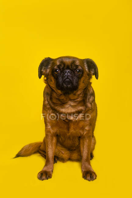 Bruxelles Griffon seduta sullo sfondo giallo — Foto stock
