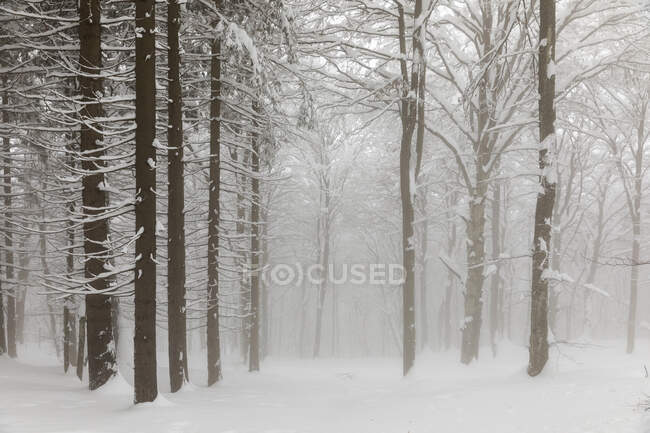 Туман в снежном лесу — стоковое фото