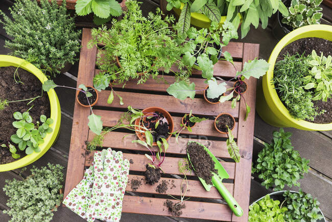 Surtido de plantas en maceta y herramientas de jardinería en el balcón - foto de stock
