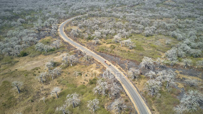 Aerial view of a truck driving on a road surrounded by massive Baobab trees, Cabo Ledo area, Angola — Stock Photo