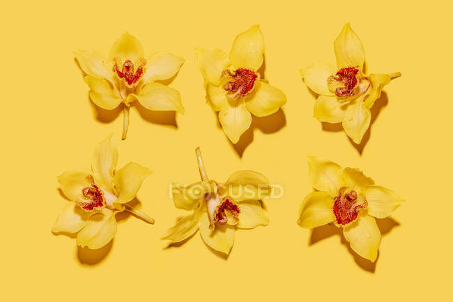 Estúdio tiro de cabeças de flores de orquídea florescendo amarelas — Fotografia de Stock