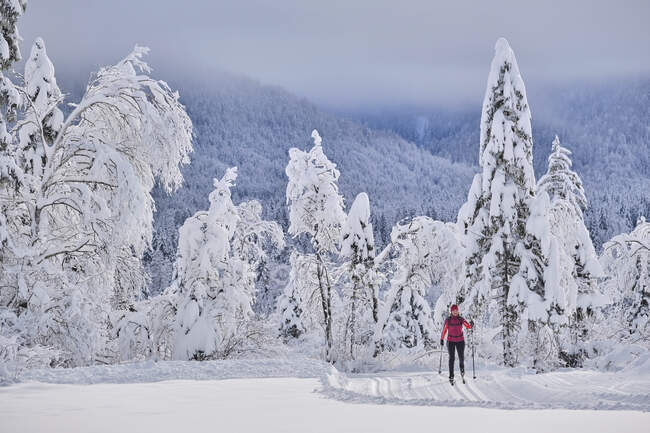 Женщина-исследователь катается на лыжах против деревьев, покрытых снегом в лесу — стоковое фото