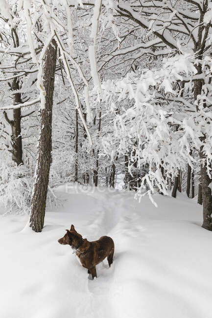 Cão na neve profunda na floresta — Fotografia de Stock