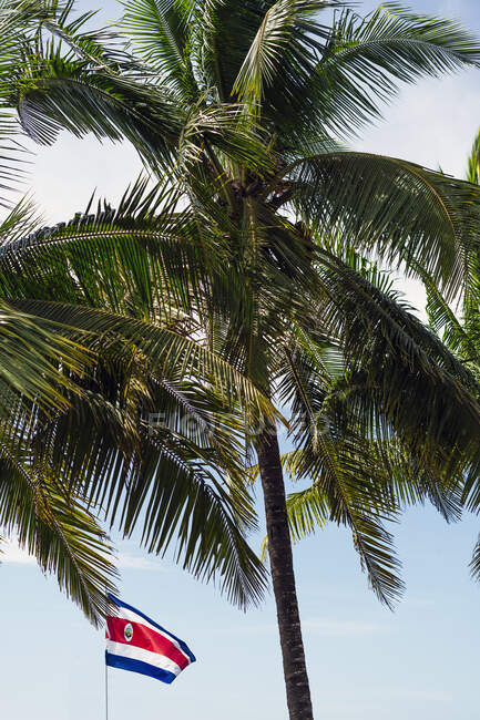 palm tree costa rica