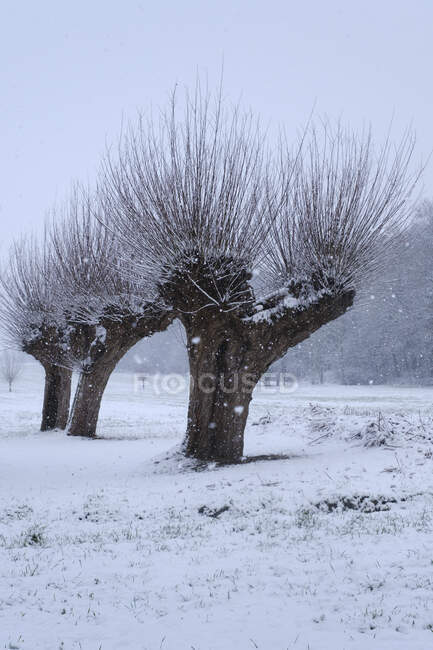 Pollarded willow trees in winter — Stock Photo