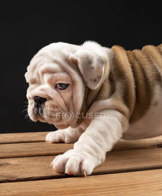 Retrato de Bulldog inglés cachorro - foto de stock