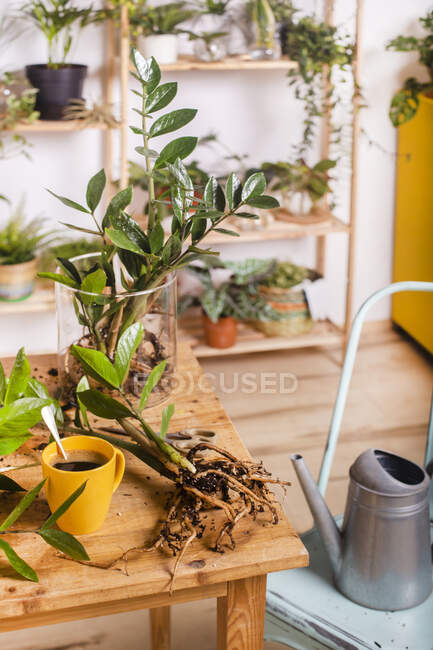 Zamioculcas Zamiifolia plant and coffee cup on table at home — Stock Photo