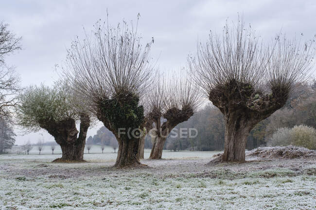 Pollarded willow trees in winter — Stock Photo