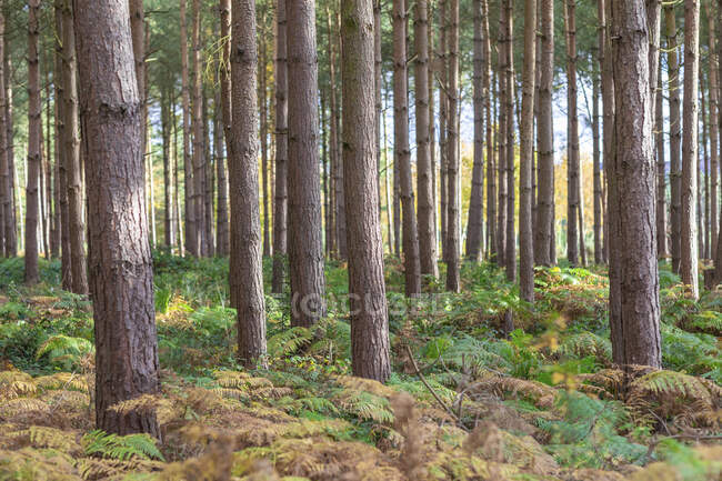 Árboles y plantas que crecen en el bosque en Cannock Chase, Reino Unido - foto de stock