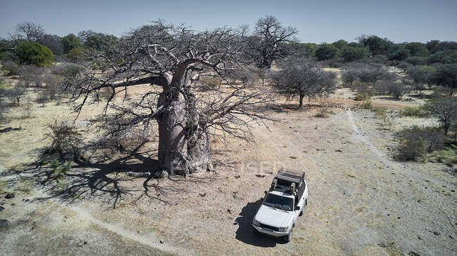 Vista aerea di una jeep bianca circondata da alberi di baobab, Angola — Foto stock