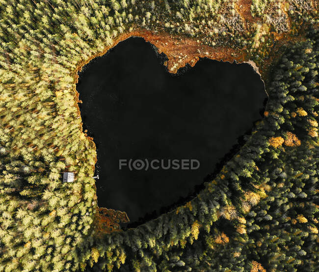 Озеро у формі серця на деревах у лісі. — стокове фото