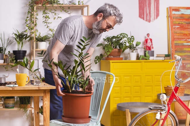 Man putting Zamioculcas Zamiifolia plant flower pot on chair while standing at home — Stock Photo
