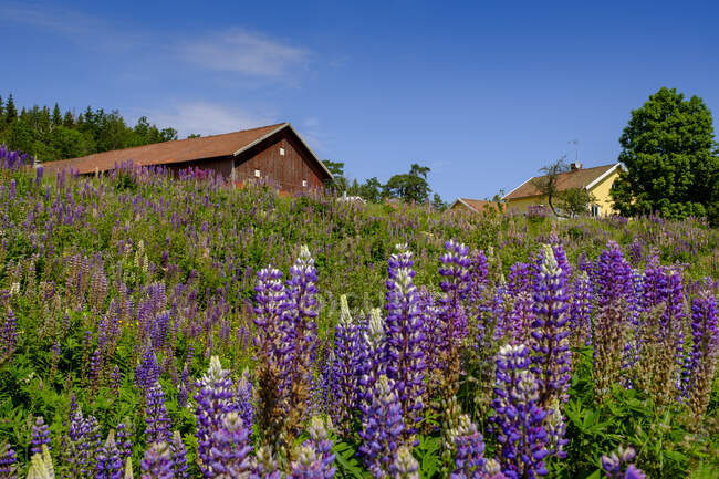 Фіолетовий люпин, що цвіте навесні на лузі з сільськими будинками на задньому плані — стокове фото