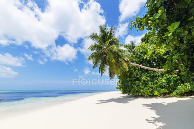 Seychelles, Praslin Island, Anse Lazio sandy beach with palm trees — Stock Photo