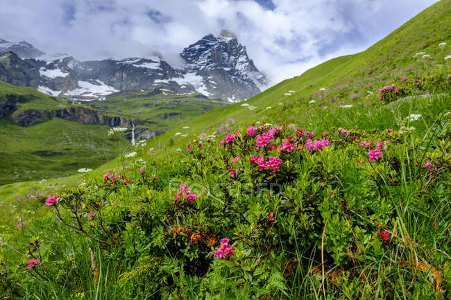Alpenroses (Rhododendron ferrugineum) florescendo no Vale de Aosta com Matterhorn no fundo — Fotografia de Stock