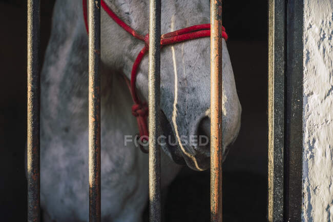 Horse wearing bridle standing by gate in stable — Stock Photo