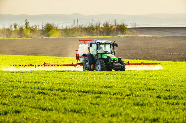 Фермер поливает урожай пшеницы через трактор на ферме — стоковое фото