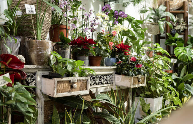 Surtido de plantas en maceta en floristería - foto de stock