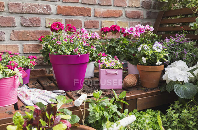 Erbe e fiori rosa estivi coltivati sul balcone — Foto stock