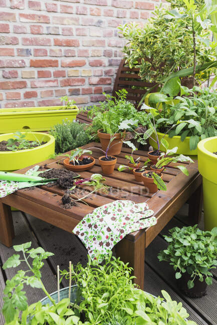 Surtido de plantas en maceta y herramientas de jardinería en el balcón - foto de stock