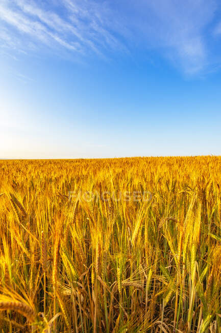 UK, Scotland, East Lothian, Blue sky over wheat (Triticum) field — Stock Photo