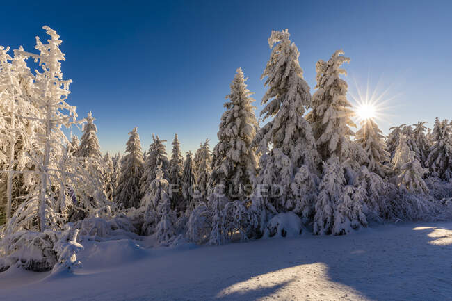 Germania, Baden Wurttemberg, Foresta Nera in inverno — Foto stock