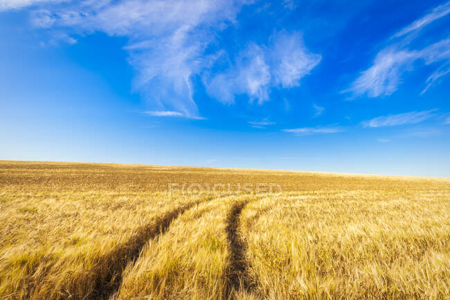 Regno Unito, Scozia, East Lothian, Tractor tracks in field of orley (Hordeum vulgare) — Foto stock