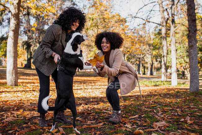 Smiling friends playing with dog while standing at park — Stock Photo