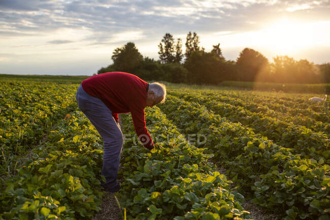 Uomo anziano che raccoglie fragole in campo — Foto stock