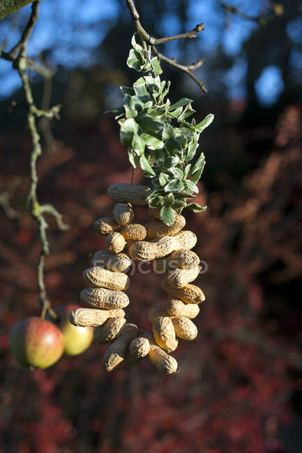 Amendoins roscados em arame para pássaros pendurados em galhos de árvores — Fotografia de Stock