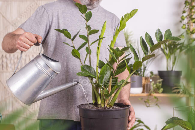 Человек поливает Zamioculcas Zamiifolia растение поливной банкой во время садоводства дома — стоковое фото