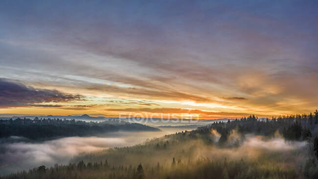Germania, Baden-Wurttemberg, Veduta drone della foresta sveva all'alba nebbiosa — Foto stock