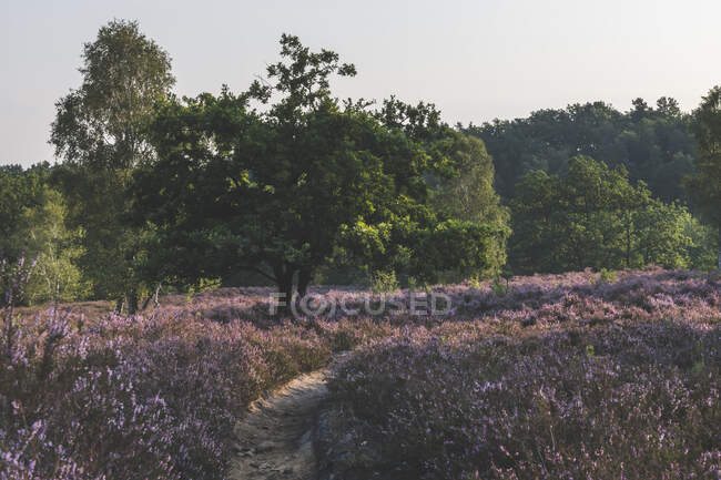 Germania, Amburgo, Fischbeker Heide riserva naturale all'alba — Foto stock