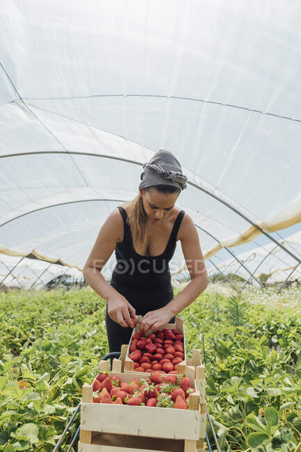 Женщина-фермер кладет клубнику в коробку на органической ферме — стоковое фото
