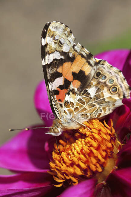 Painted lady (Vanessa cardui) feeding on blooming flower — Stock Photo