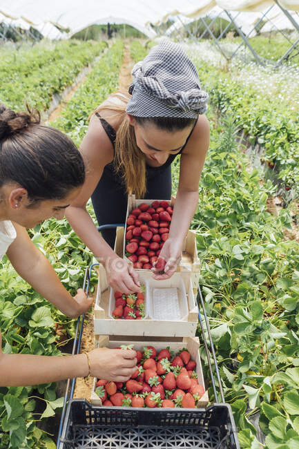 Bäuerinnen sortieren Erdbeeren in Kiste auf Bauernhof — Stockfoto