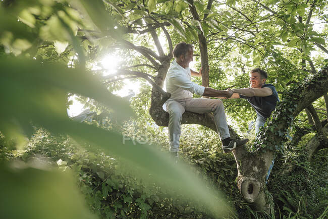 Отец помогает сыну залезть на дерево на заднем дворе — стоковое фото