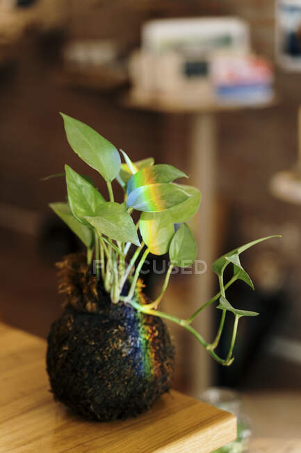 Planta Kokedama con espectro en la mesa - foto de stock