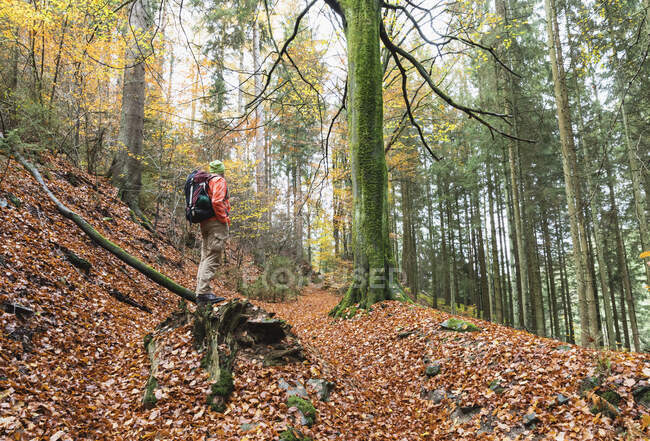 Старший чоловічий пішохід, що стоїть в лісі восени — стокове фото