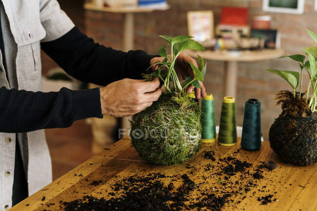 Las manos del hombre preparando kokedama planta de interior en la mesa en casa - foto de stock