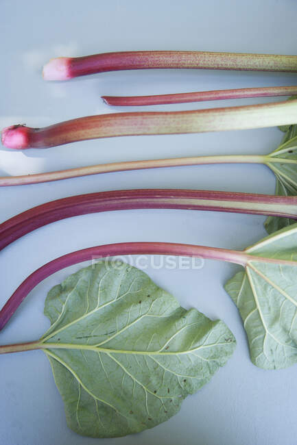 Rhubarb закрити зображення — стокове фото