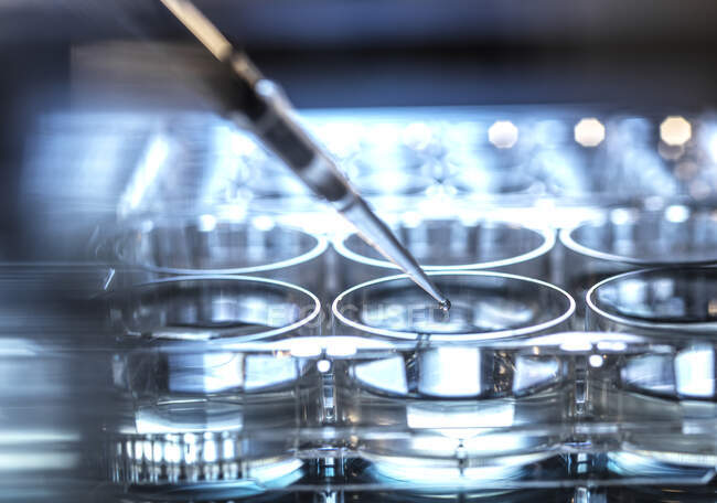 Goccia di campione scientifico che cade in micropiastra dalla pipetta in laboratorio — Foto stock