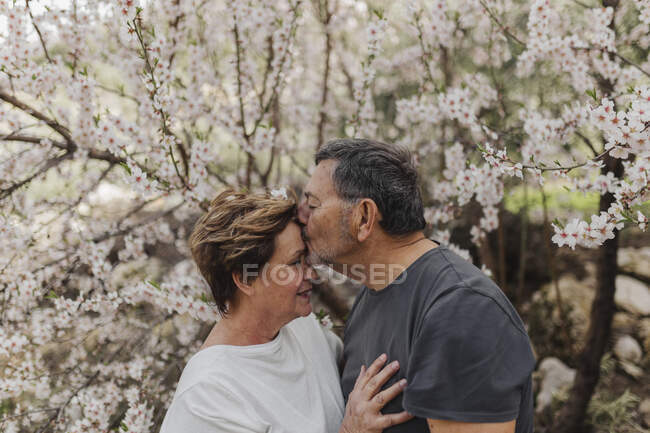 Hombre mayor besándose mujer por el árbol en flor - foto de stock