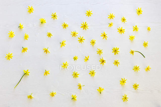 Teste di celandine minori fiorite gialle (Ficaria verna) piatte appoggiate su fondo bianco — Foto stock