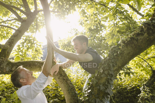 Feliz hijo haciendo high-five a padre mientras que trepa en árbol en patio trasero durante día soleado - foto de stock